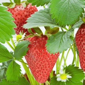 Rutgers D'light Strawberry Roots – Ever-Bearing Bare Root Plants – Sweet, Juicy Berries – USDA Zones 4-8 - Image 1