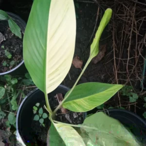 Variegated Banana Tree Live Plant - Yellow & Green Foliage - Seedling - Image 2