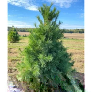 White Pine Live Plant - Up to 10 Inches Tall Evergreen Tree - Image 2