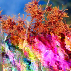 Witch Hazel Live Plant - Hamamelis virginiana - Well-Rooted - Deciduous Shrub - USDA Zone 5 - Image 2