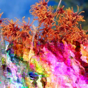 Witch Hazel Live Plant - Hamamelis virginiana - Well-Rooted - Deciduous Shrub - USDA Zone 5 - Image 3