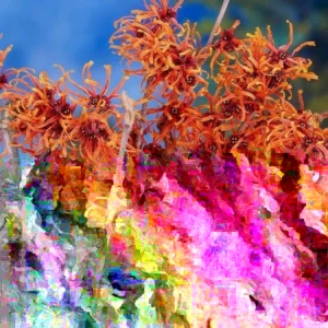 Witch Hazel Live Plant - Hamamelis virginiana - Well-Rooted - Deciduous Shrub - USDA Zone 5 - Image 1