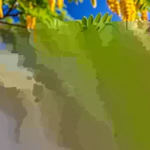 Kentucky Coffee Tree Live Plant - Up to 2 ft Tall - Outdoor Deciduous Shade Tree - Image 4