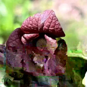 Mango Pawpaw Tree Live Plant - Well Rooted, Potted, Up to 3 ft Tall, Outdoor - Image 3