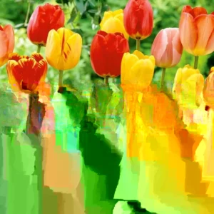 20 Mixed Tulip Flower Bulbs - Perennial Spring Garden Flowers, Pre-Chilled - Image 1