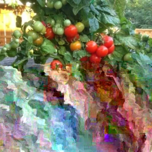 Tiny Tim Micro Dwarf Tomato Seeds - 20 Seeds - Red Tomatoes for Patio & Small Gardens - Image 3