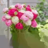 Pink Ranunculus Corms - 20 Flower Bulbs - Peony Rose Garden Plants - Image 1