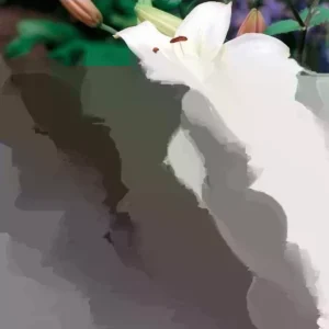 6 Asiatic Lily Flower Bulbs Mix - Perennial Butterfly Garden Plants - Image 2