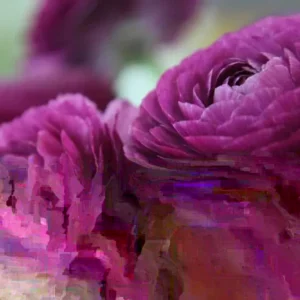 Purple Ranunculus Bulbs - 12 Quality Corms for Planting - Perennial Flower - Image 4