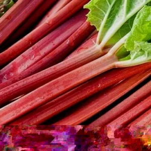 Heirloom Rhubarb Seeds - 25 Organic Perennial Vegetable Garden Seeds - Image 4