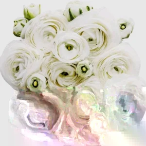 15 White Ranunculus Flower Bulbs - Peony Rose Corms, Buttercup Type for Gardens & Weddings - Image 1