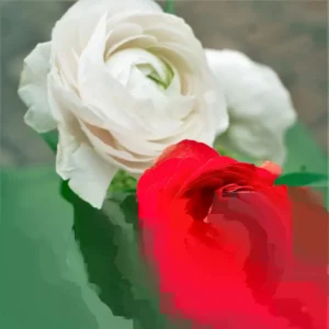 Ranunculus Mix Corms - 20 Flower Bulbs, Purple Gold Yellow Red Pink - Image 2