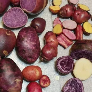 Organic True Potato Seeds 50 Count - Purple, Red, Yellow Color Mix for Planting - Image 5