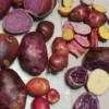 Organic True Potato Seeds 50 Count - Purple, Red, Yellow Color Mix for Planting - Image 1