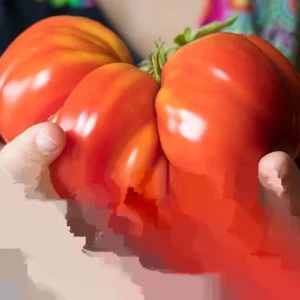 Big Zac Tomato Seeds – 25 Organic Heirloom Competition XL Size Vegetable Seeds for Garden - Image 4