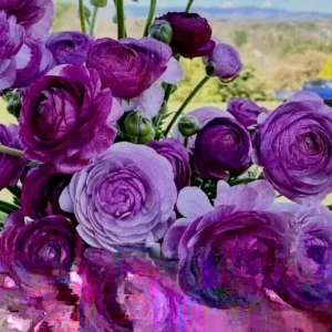Purple Ranunculus Corms - 15 Bulbs, Perennial Flowers for Planting - Image 5