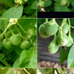 Yukon Gold True Potato Seeds - 40 Organic Seeds, Yellow Mix, Annual - Image 3