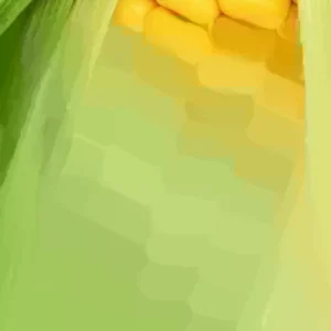 Golden Bantam Organic Sweet Corn Seeds - Heirloom, Non-GMO - 200 Seeds - Image 5