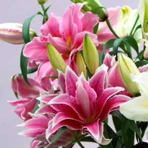 Roselily Flower Bulbs 5 Bulb Mix - Double Oriental Lily Garden Plant Pink White Flowers - Image 2