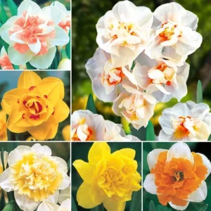 Mixed Double Daffodil Flower Bulbs - 8 Count - Gold, Orange, Pink, White, Yellow - Perennial - Image 3
