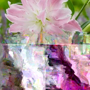 Oriental Lily Flower Bulbs - 3 Mix Double Flowers Pink & White - Perennial Outdoor - Image 3