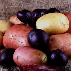 Organic Mixed Potato Seed Potatoes - 1 Pound Purple Red Yukon Russet Blend - Image 3