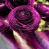 Purple Ranunculus Flower Bulbs - 15 Corms, Peony Rose Buttercup Type for Garden - Image 1
