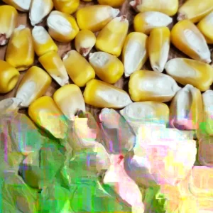Hickory King Heirloom Corn Seeds - 300 Huge Kernel Yellow Organic Zea Mays - Image 2