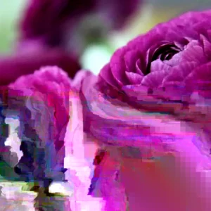 Purple Ranunculus Bulbs - 14 Corms for Garden & Wedding Flowers - Image 4