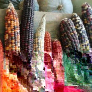 Heirloom Corn Seeds - 200 Native American Organic Decorative Flour, Non-GMO - Image 3