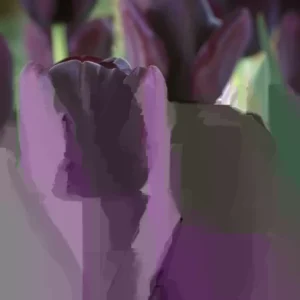 Tulip Flower Bulbs - 14 Bulb Mix, Black, Red, White, Purple - Fall Planting - Image 2