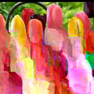 Tulip Flower Bulbs - 14 Bulb Mix, Black, Red, White, Purple - Fall Planting - Image 3