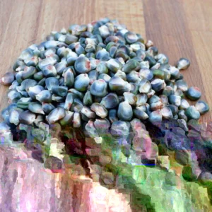300 Oaxacan Green Corn Seeds - Historic Heirloom Three Sisters American Indian - Image 2