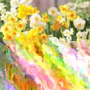 Daffodil Flower Bulbs - 6-Bulb All Mix Double Perennial Daffodils for Planting - Image 2