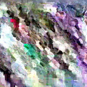 Blue Hopi Indian Flint Flour Corn Seeds 200 Count Organic Heirloom Garden - Image 5