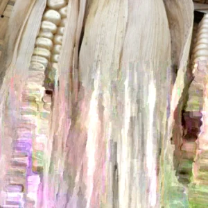 Hickory King White Dent Corn Seeds - 1/2 lb Organic Heirloom Non-GMO Tortilla Flour - Image 2