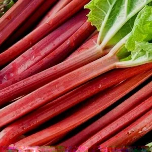 Rhubarb Seeds 100 Count - Organic Heirloom Vegetable Seeds for Large Red Stalks - Image 6