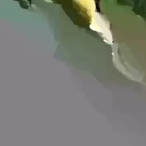 Sunburst Tangerine Tree - 3ft Grafted Citrus Live Plant - Outdoor Fruit Tree - Image 2