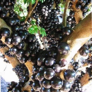 Brazilian Jaboticaba Black Fruit Tree Live Plant, 3ft Tall, Air Layered, Tropical - Image 2
