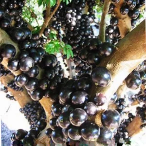 Brazilian Jaboticaba Black Fruit Tree Live Plant, 3ft Tall, Air Layered, Tropical - Image 3