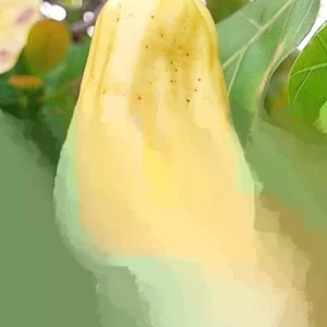 Yellow Cashew Live Plant – 3 Gallon Pot, 3 Feet Tall, Air-Layered Tree - Image 5