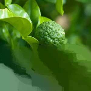 Grafted Kaffir Lime Tree Live Plant - 2-3 ft Tall Aromatic Citrus - Outdoor - Image 3