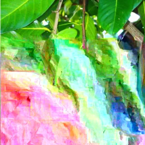 Black Sapote Live Plant - Matt Snow Variety - Air-Layered Tree - Almost 3ft Tall - Image 2