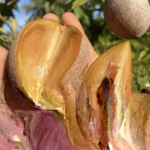 Alano Sapodilla Live Tree - 3ft Tall Air-Layered Fruit Plant - Image 2