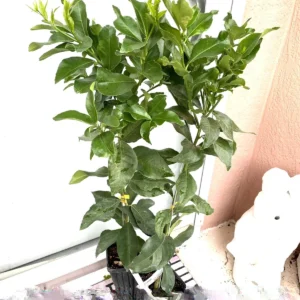 Grafted Harvey Lemon Tree Live Plant – 3ft to Tall Outdoor Citrus Fruit Tree - Image 2