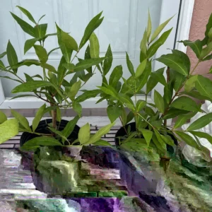 Red Wax Apple Live Plant - Java Apple Fruit Tree 3ft Tall - Outdoor Potted - Image 3