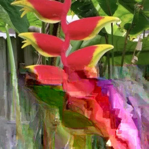 Heliconia Lobster Claw Live Plant 2ft Tall - Tropical Outdoor Shrub - Image 2