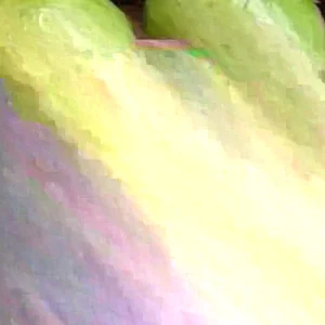 Pink Guava Live Plant - Psidium guajava Tree 3ft Tall - Air Layered Tropical Fruit Tree for Outdoor - Image 1