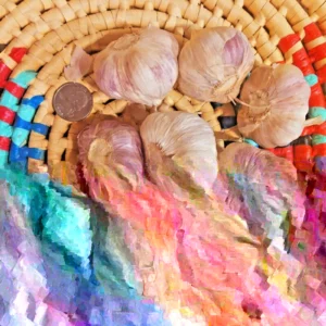 Red Russian Garlic Bulbs - Organic Heirloom Hardneck for Planting & Eating - Image 3