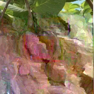 Ruby Guava Fruit Tree - Live Tropical Plant, Red Guava, 5-8 inches tall - Image 1